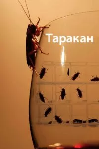 Война с порнографией (2017)
